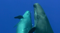 ザトウクジラの基礎知識