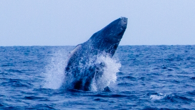 クジラシーズン 沖永良部島