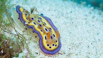 海の宝石 カラフルなウミウシ