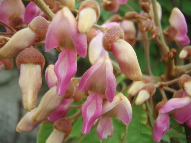 デリスの花