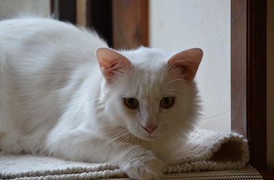 白猫の親子