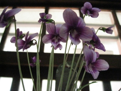 スミレの花咲く午後、はにかむ光。