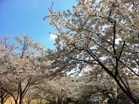 うっとり～　初桜♪♪♪