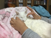 猫と私