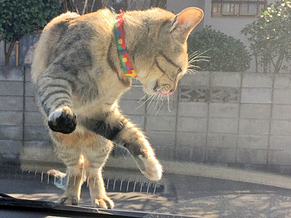 猫その1
