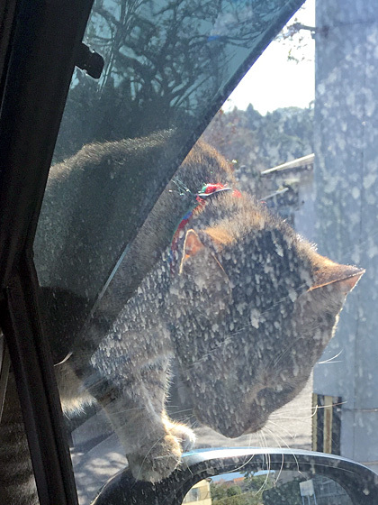 猫その2
