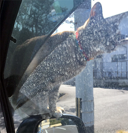 猫その4