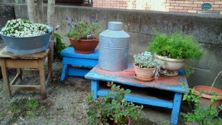 *my garden*