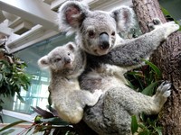 子どもがつくる 新・平川動物公園 (July.2-8)