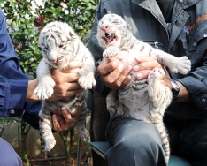 ホワイトタイガーの赤ちゃん誕生 平川動物公園