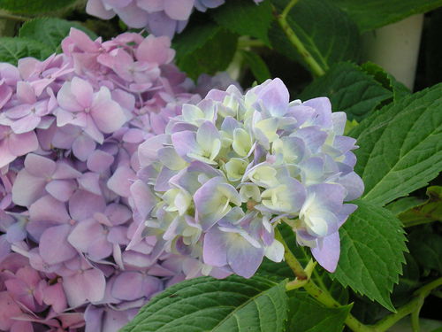 1週間が経ちました・・(*^^*) 1週間が経ちました・・(*^^*)