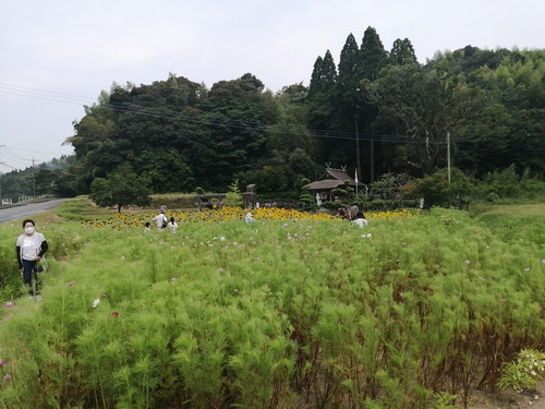 泉石蔵 コスモス 泉石蔵 コスモス