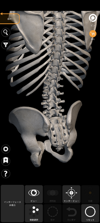 筋膜リリースを使った脊柱管狭窄症治療について
