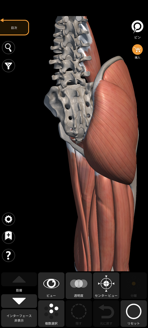 下肢の筋肉　仙骨　臀部方向から