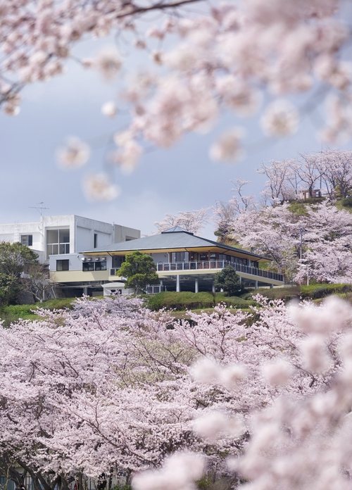 丸岡桜苑さん 湧水マルシェそば祭り出店 丸岡桜苑さん 湧水マルシェそば祭り出店