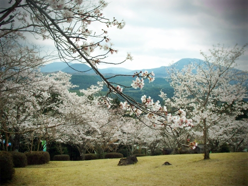霧島山麓湧水マルシェ 桜まつり開催します 霧島山麓湧水マルシェ 桜まつり開催します
