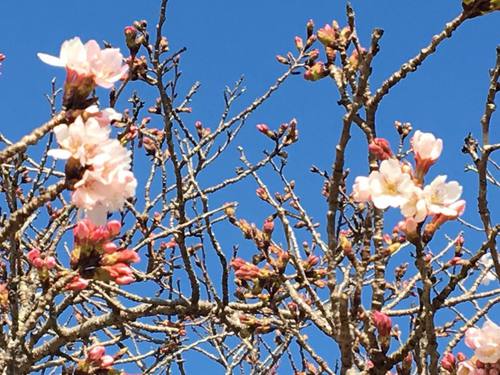 湧水マルシェ桜まつりへのご来場ありがとうございました 湧水マルシェ桜まつりへのご来場ありがとうございました