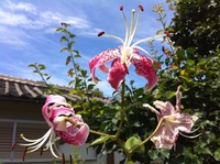 真夏の花たちに