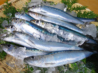 本日の水揚げ