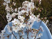 桜を、愛でました。