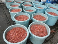 えびの、水揚げ!