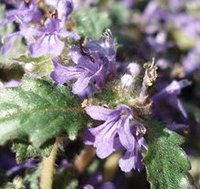 ぎっくり腰の痛みも癒す瀬戸家秘蔵の薬草ーきらん草