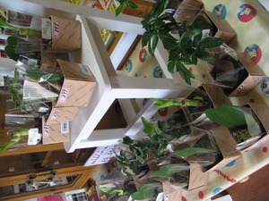 New Zakka
