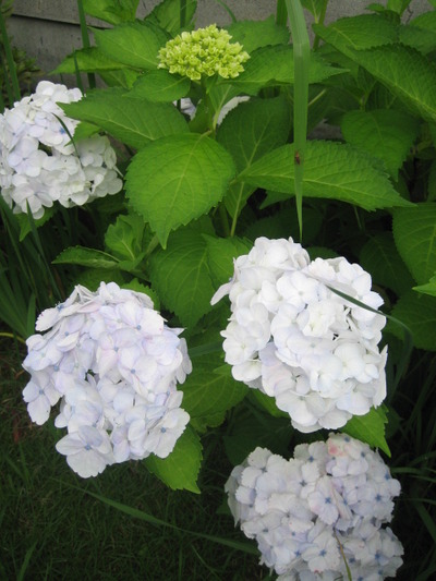 庭の紫陽花たち。