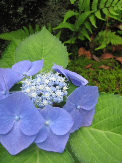 庭の紫陽花たち。